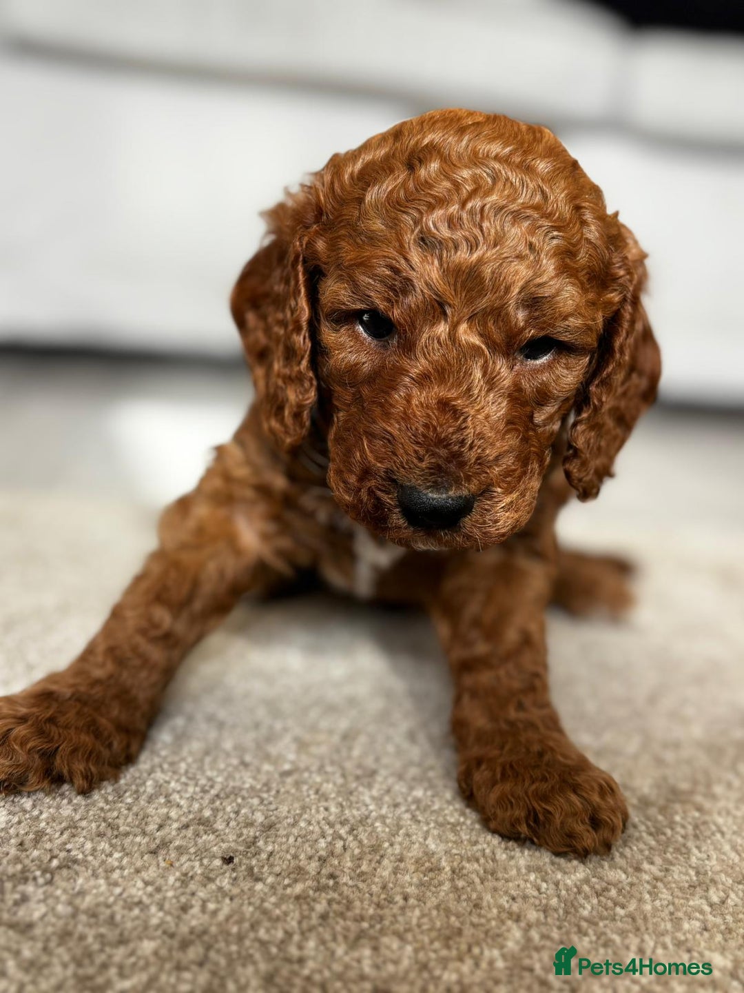 Cockapoo dogs for sale: Beautiful Cockapoo F2 puppies  - Image 9