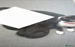 British Longhair cats for sale: Beautiful male kitten for sale - Image 4