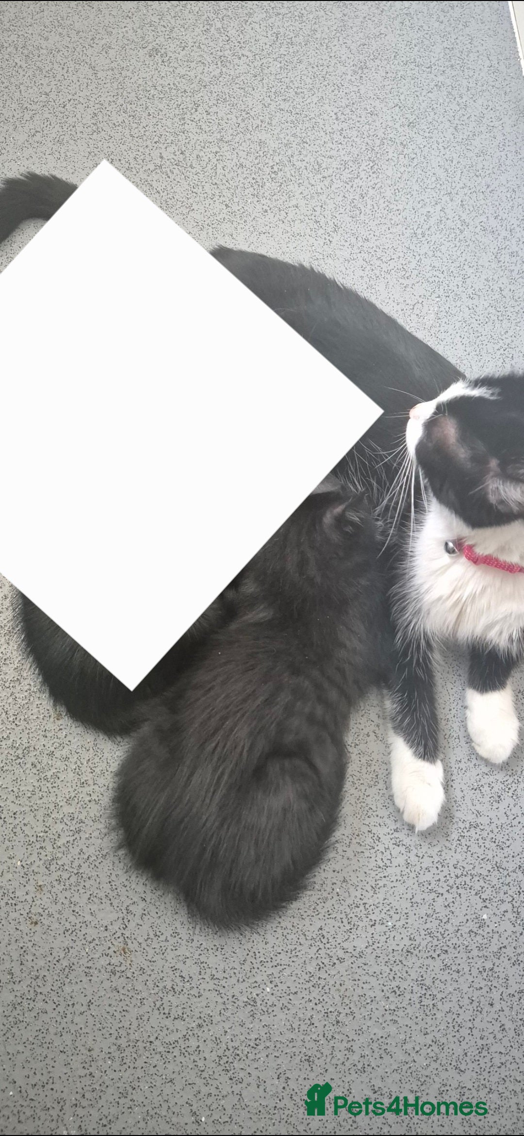 British Longhair cats for sale: Beautiful male kitten for sale - Image 4