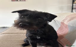 Patterdale Terrier dogs for sale: Patterdale terrier  - Image 4