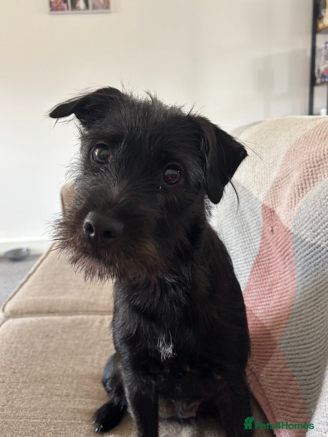 Patterdale Terrier dogs for sale: Patterdale terrier  - Image 4