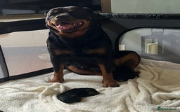 Mixed Breed dogs for sale: Rottweiler x German shepherd male puppies - Image 6
