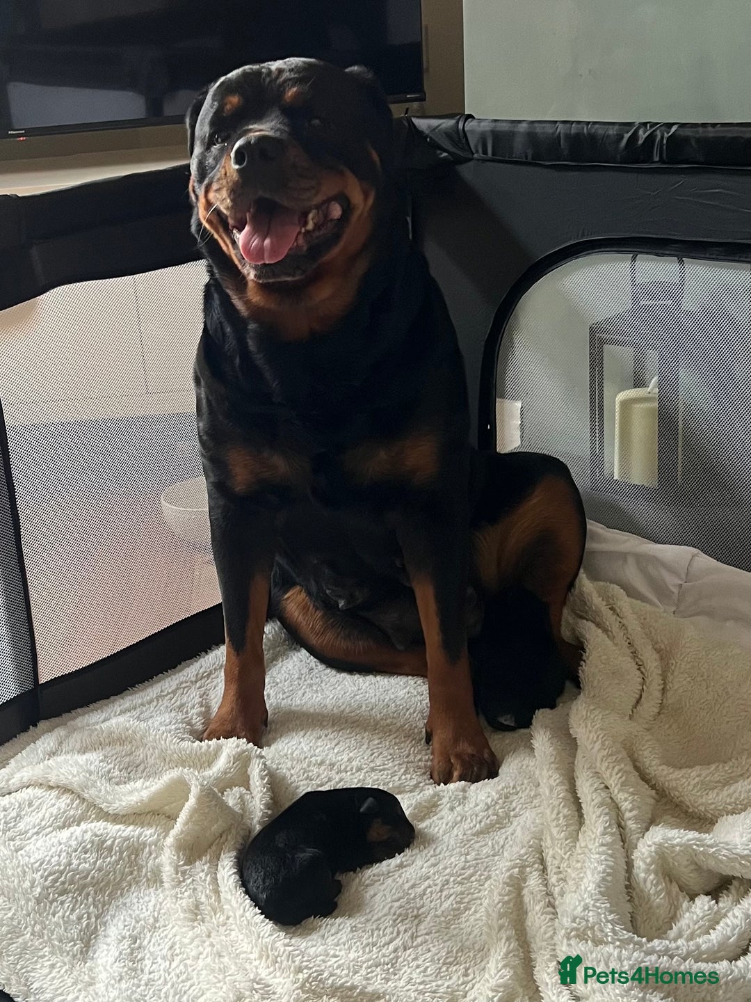 Mixed Breed dogs for sale: Rottweiler x German shepherd male puppies - Image 6