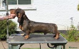Dachshund dogs for sale: Dual Purpose Standard Wirehaired Dachshund(Teckel) - Image 12