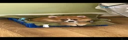 Pomeranian dogs for sale: Beautiful Pomeranian Puppies Ready Now in Nottingham - Advert 2