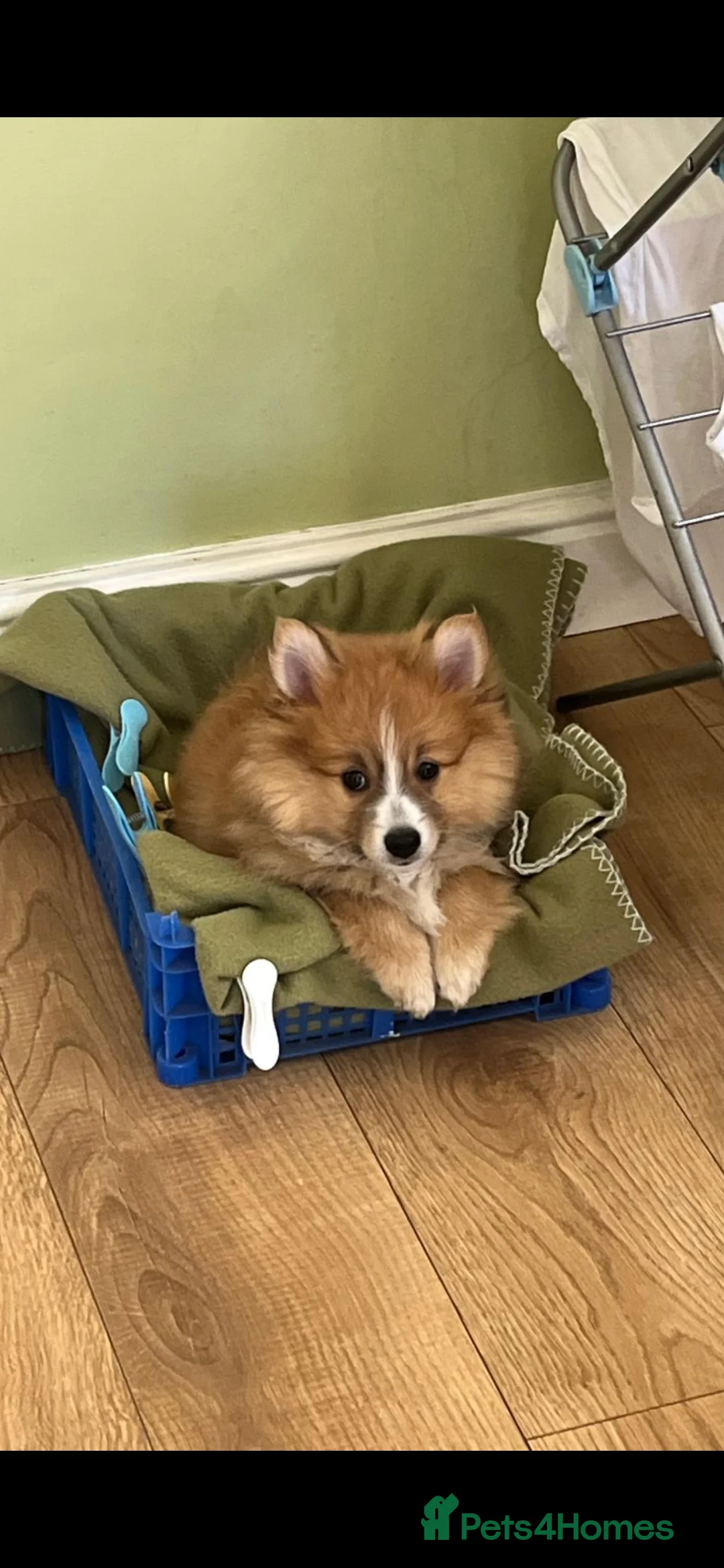Pomeranian dogs for sale: Beautiful Pomeranian Puppies Ready Now in Nottingham - Advert 2