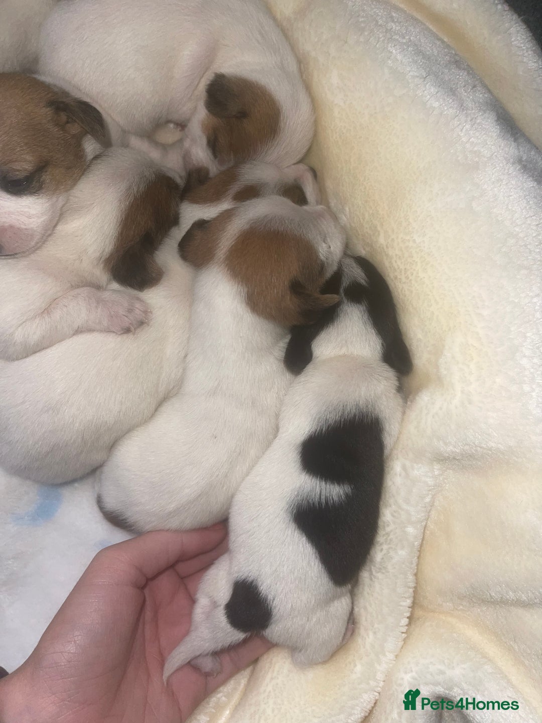 Jack Russell dogs for sale: Miniature Jack Russell puppies🐶 - Advert 4