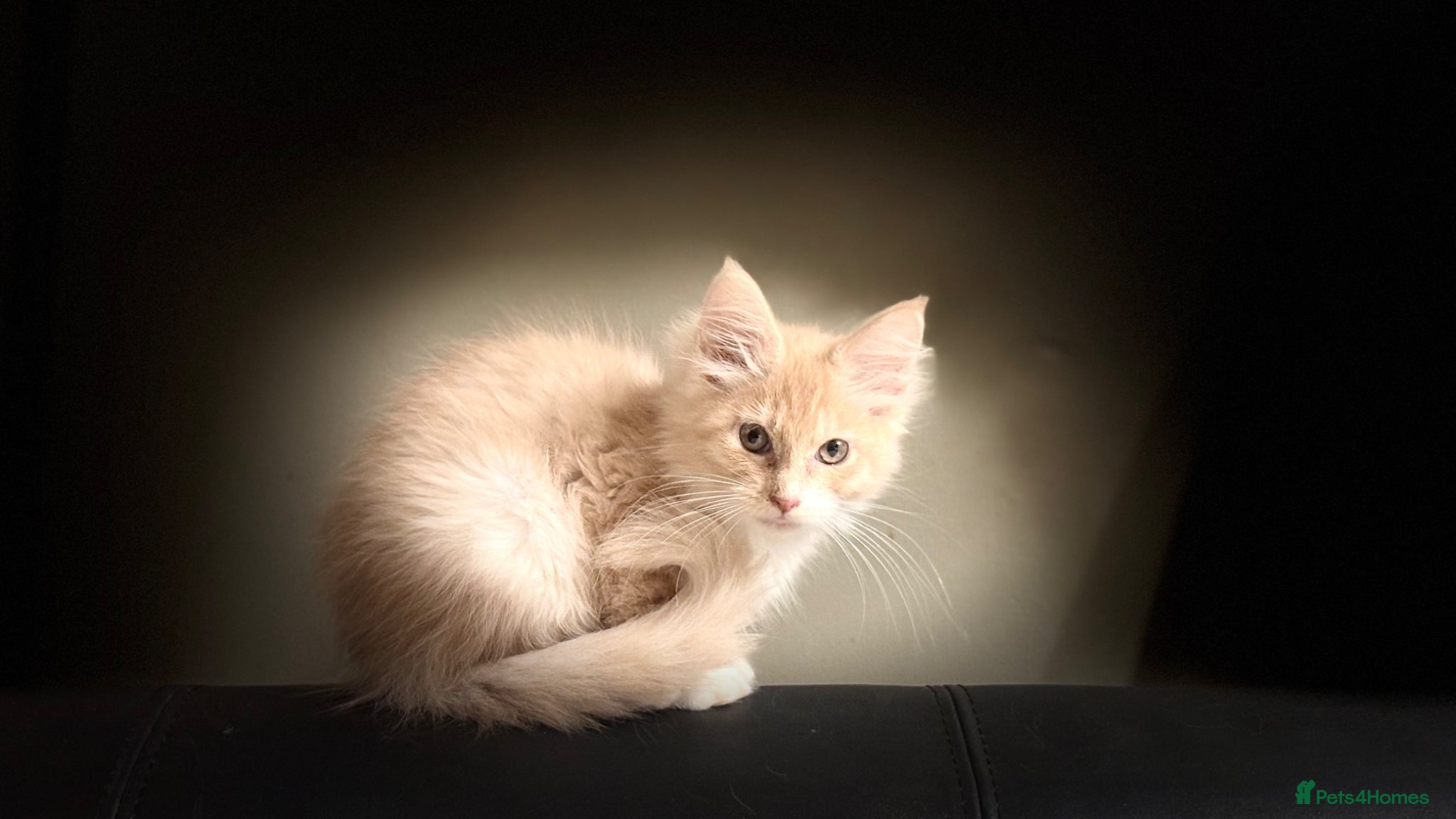 Maine Coon cats Pedigree Maine coons - Advert 1