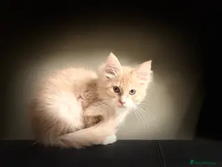 Maine Coon cats Pedigree Maine coons - Advert 1