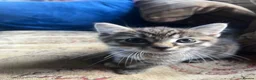 Mixed Breed cats for sale: GORGEOUS FLUFFY KITTEN - Advert 6