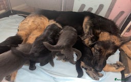 German Shepherd dogs for sale: German shepherd puppies  - Image 33