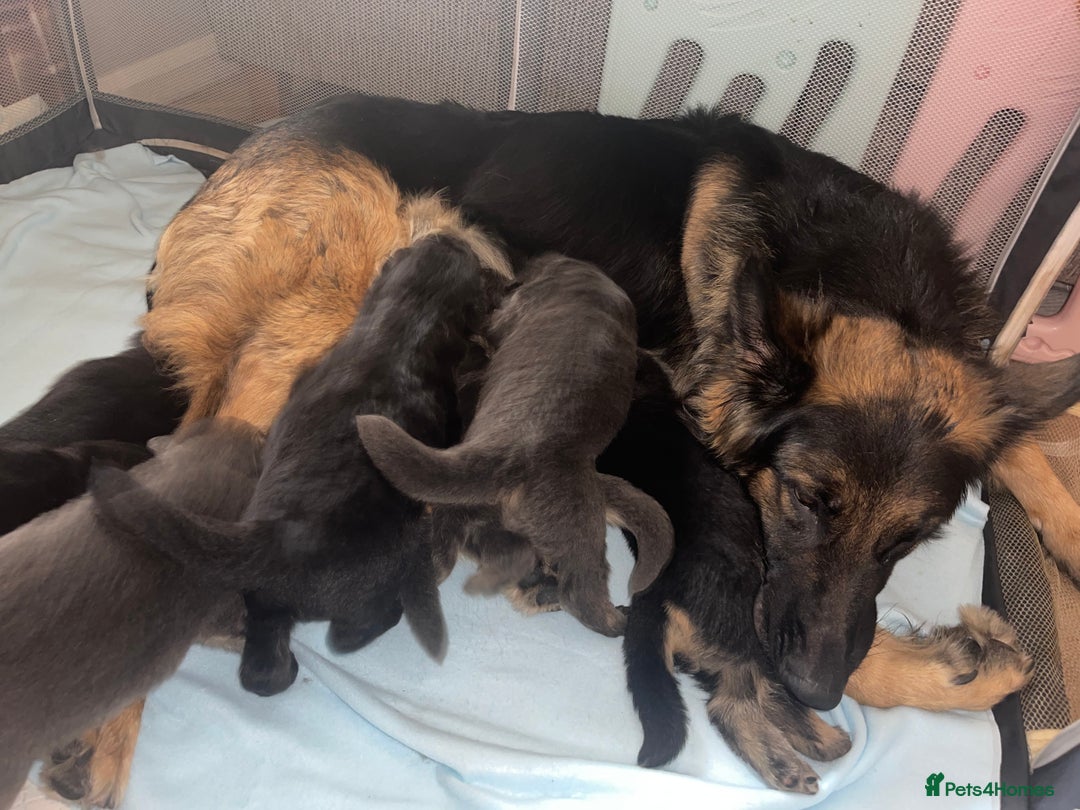 German Shepherd dogs for sale: German shepherd puppies  - Image 33