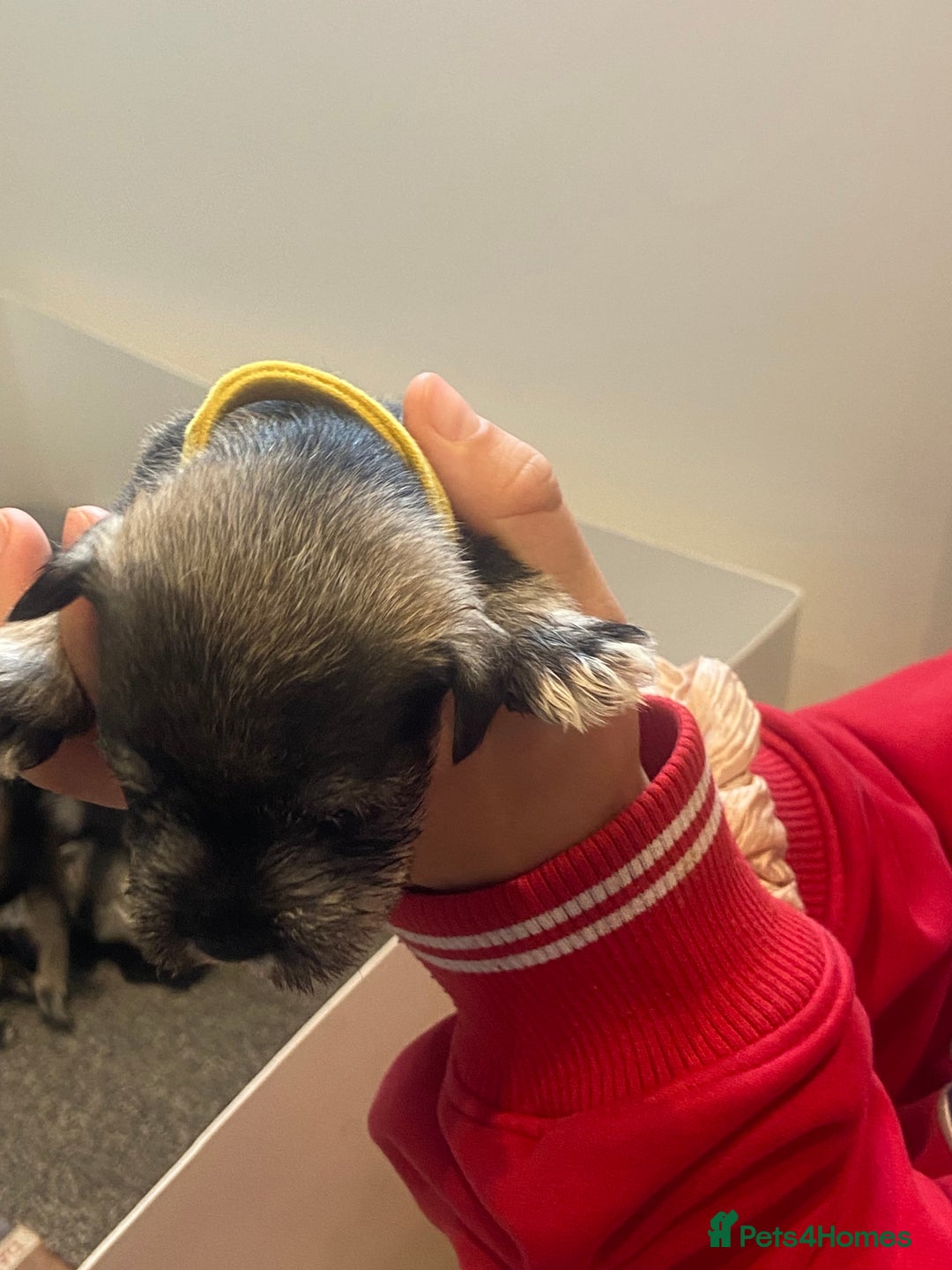 Miniature Schnauzer dogs for sale:  black Miniature schnauzer girl pup kc reg - Image 9