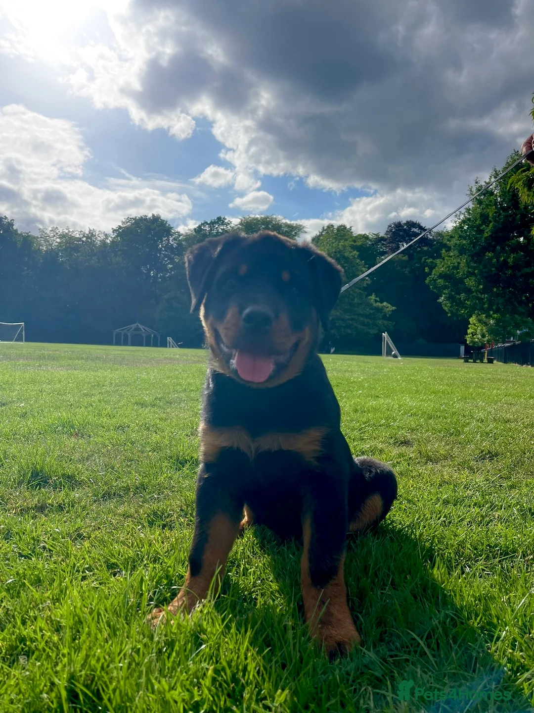 Rottweiler dogs for sale: KC registered Rottweiler puppy – 3.5 months old  in Bracknell - Advert 1