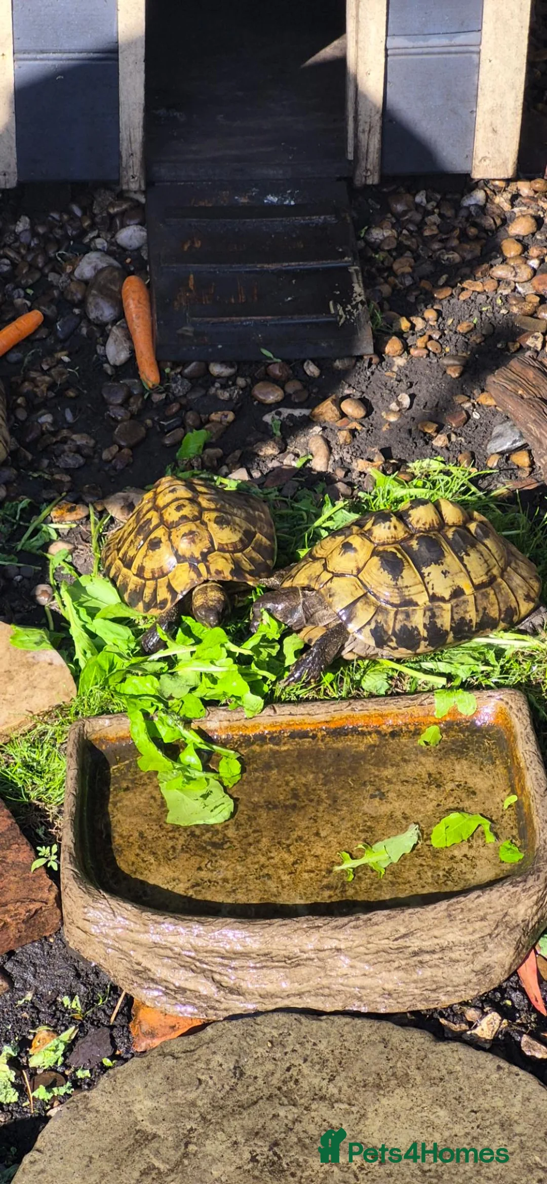 Tortoise reptiles for sale: 5 X Adult Hermann Tortoises  - Advert 2