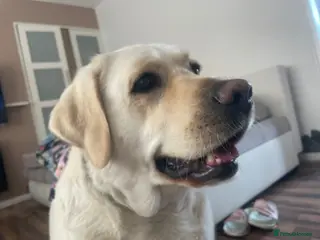 Labrador Retriever dogs Looking stud - Advert 2