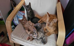 Mixed Breed cats for sale: 2 tabby males are available and ready for new home in Bristol - Image 11