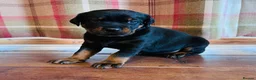 Rottweiler dogs for sale: KC Registered Rottweiler Babies 🐾🐾🐾 - Advert 5