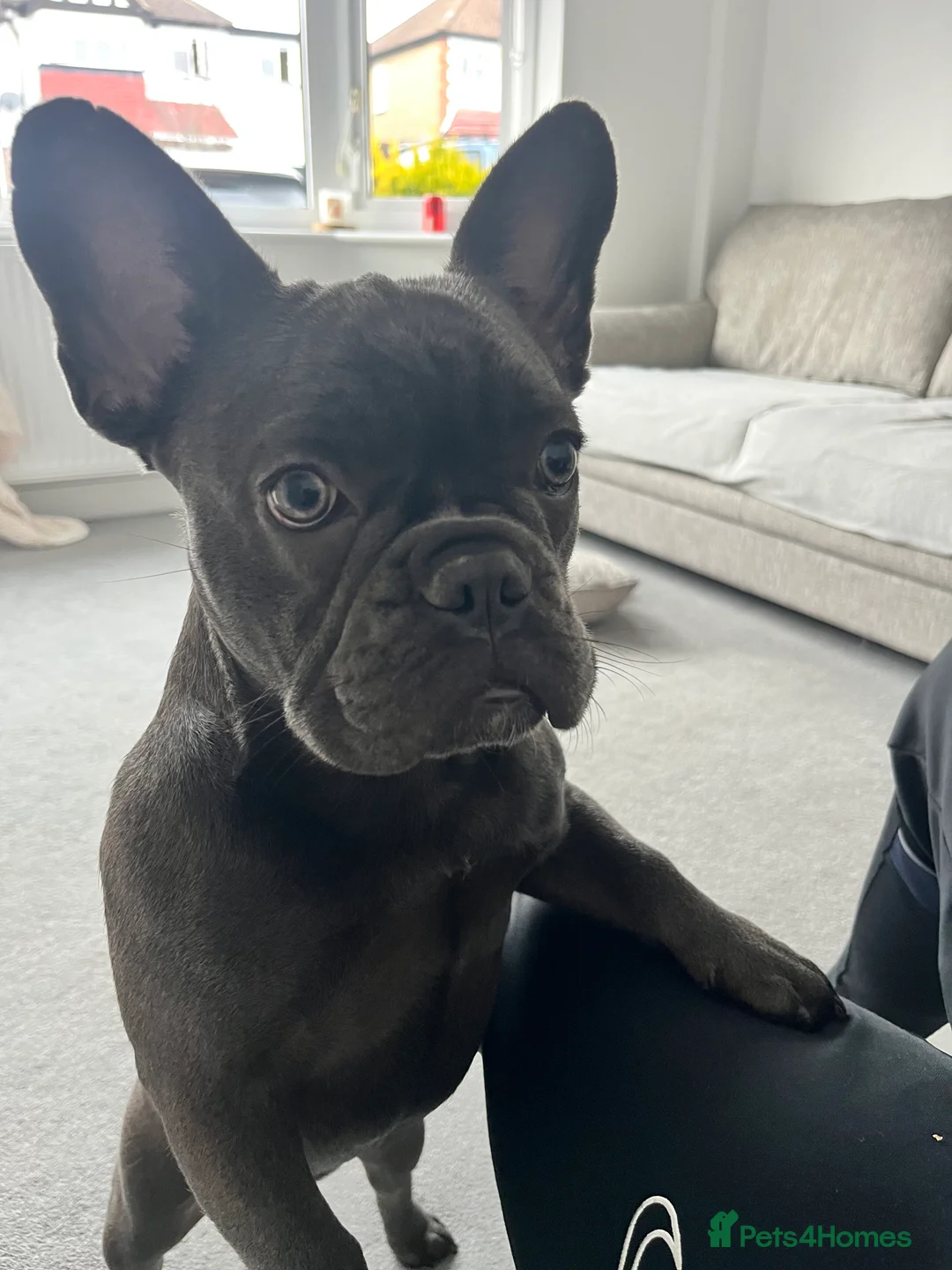 French Bulldog dogs for sale: 6 Month Old Female Blue/Grey French Bulldog - Advert 3