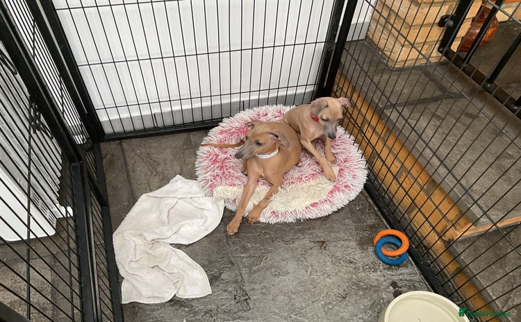 Italian Greyhound dogs - Advert 4