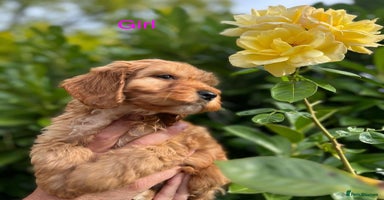Cockapoo dogs - Advert 16