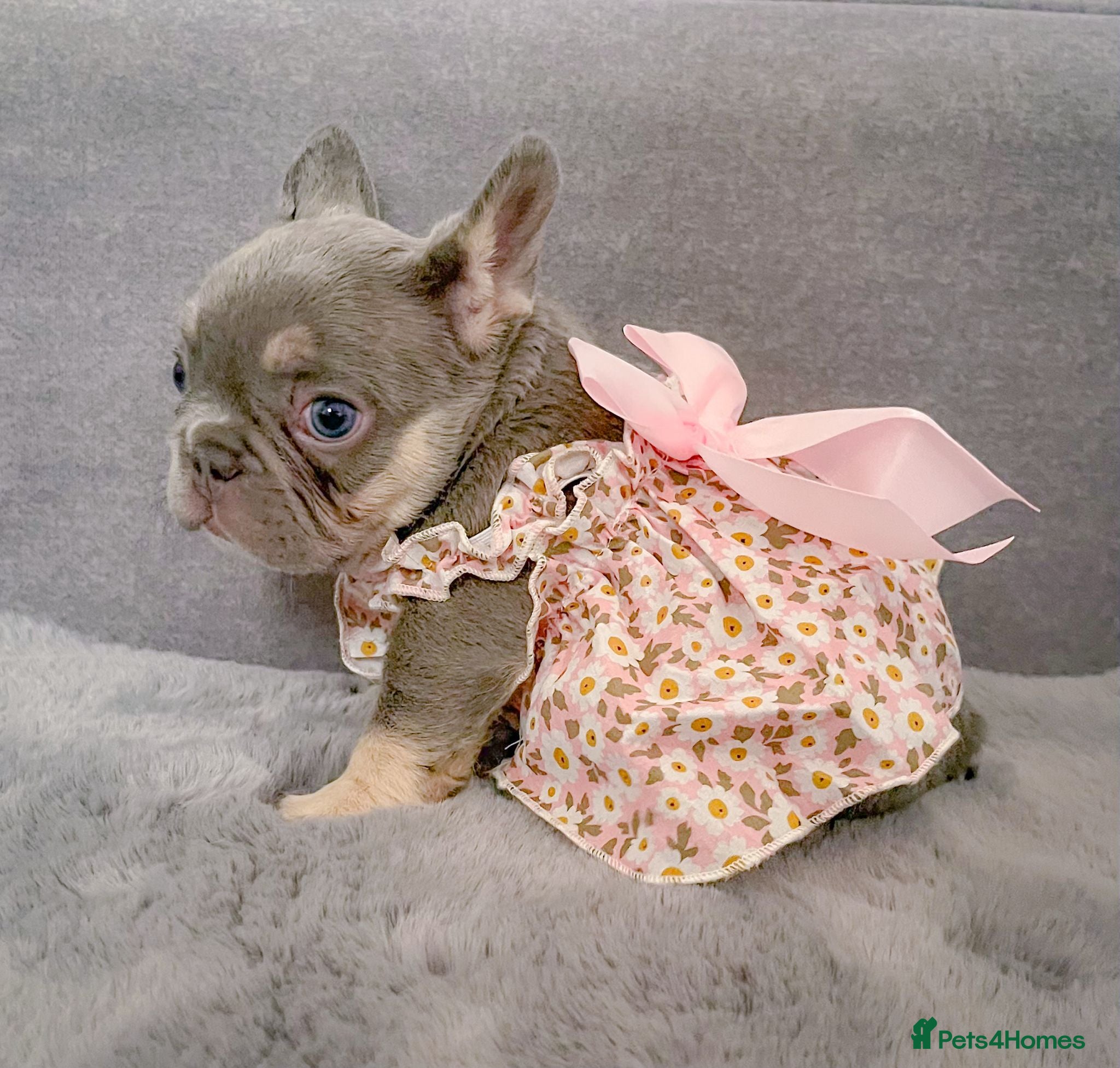 French Bulldog dogs for sale: Chunky puppies in Grays - Advert 5