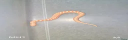 Snake reptiles for sale: Baby Hognoses in Wokingham - Advert 7
