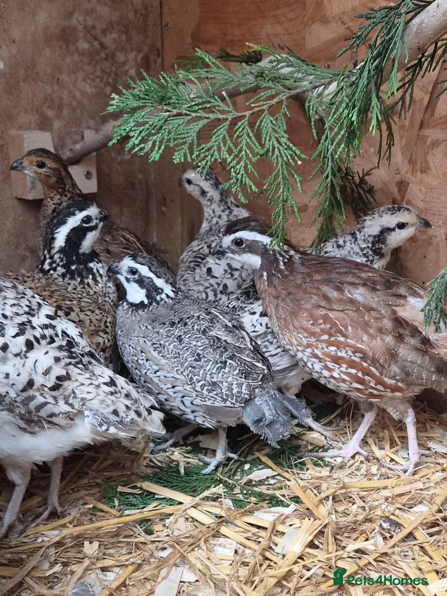 Quail poultry for sale: Bobwhite quail hatching eggs  - Advert 1