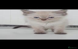 Ragdoll cats for sale: Seal and lynx point mitted kittens - Image 12