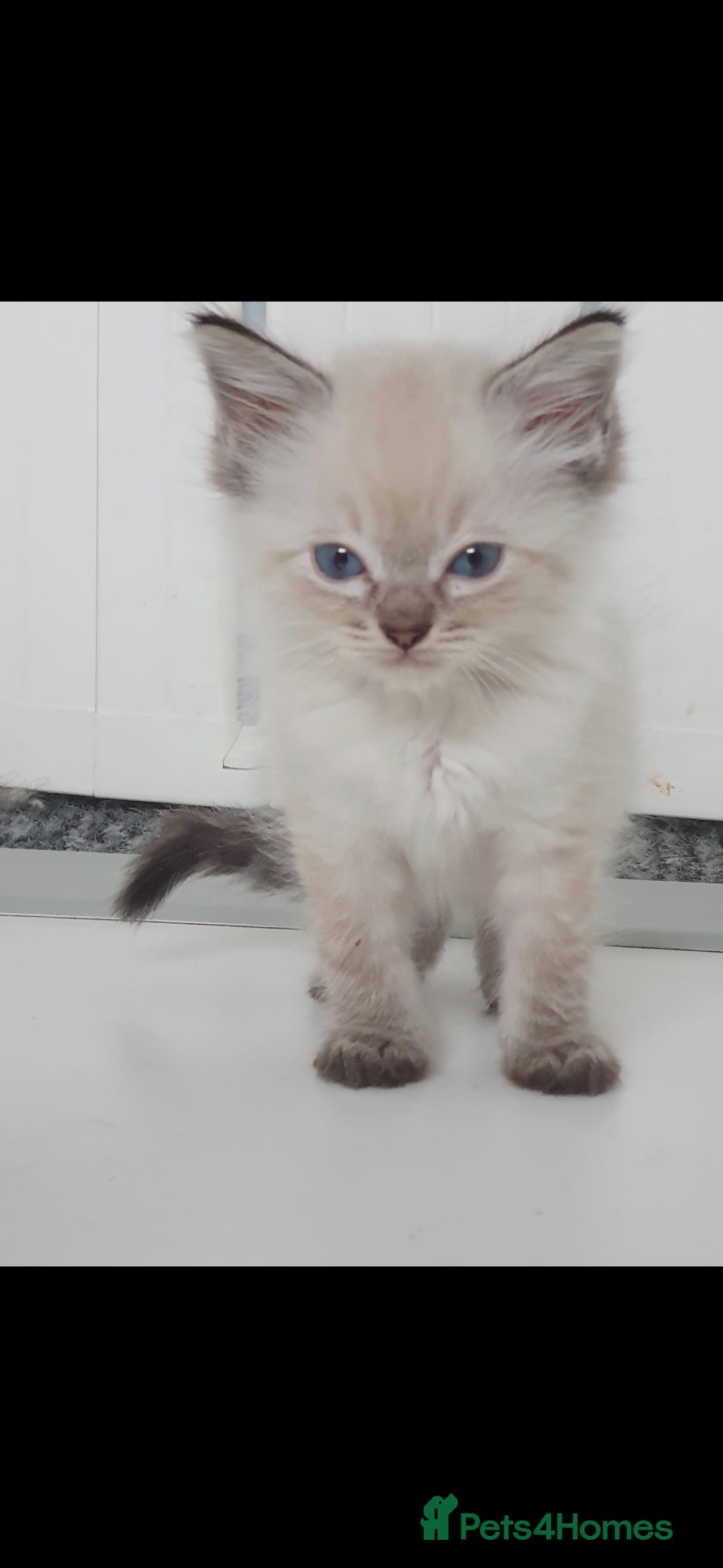 Ragdoll cats for sale: Seal and lynx point mitted kittens - Image 12