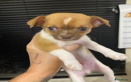 Chihuahua dogs for sale: Beautiful short haired chihuahua baby’s ! - Image 10