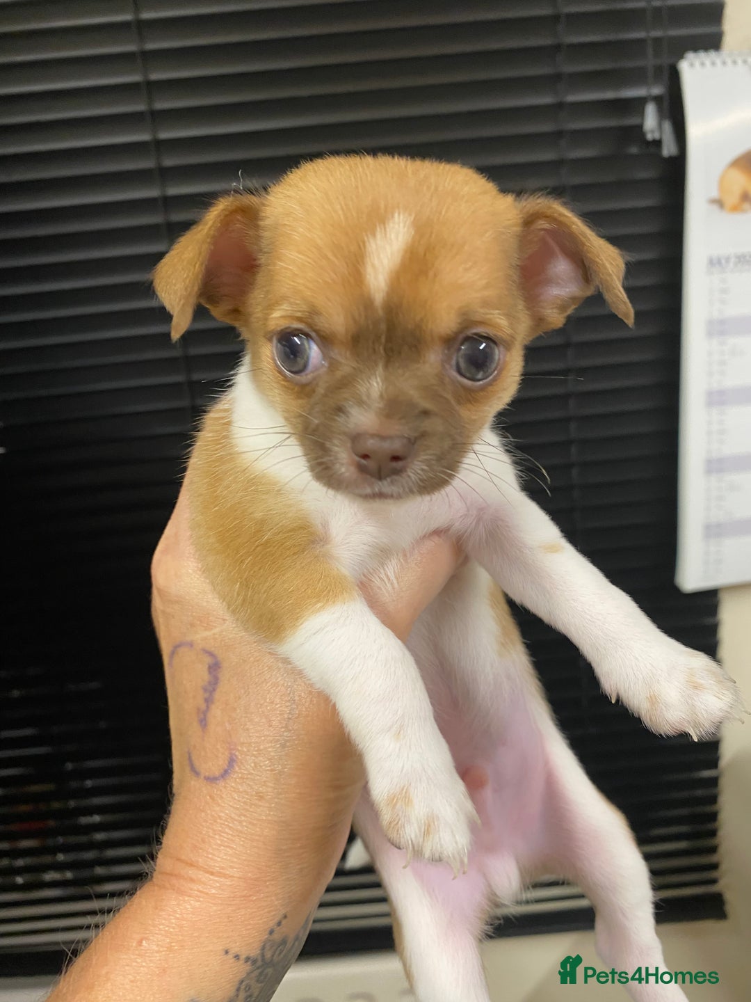 Chihuahua dogs for sale: Beautiful short haired chihuahua baby’s ! - Image 10