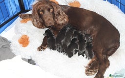 Cocker Spaniel dogs for sale: Cocker spaniels - Image 1