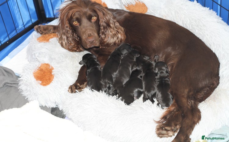 Cocker Spaniel dogs - Advert 15