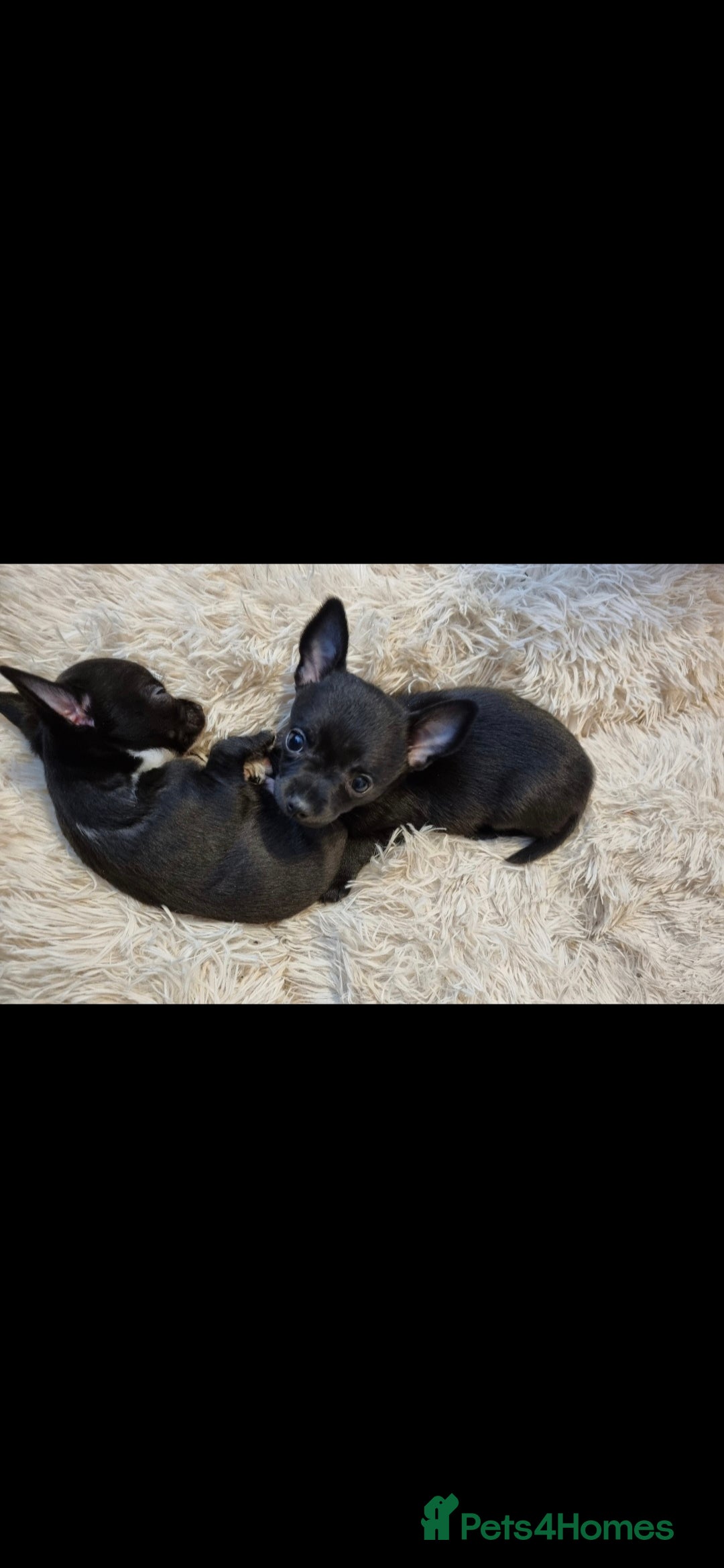 Chihuahua dogs for stud: Pedigree Chihuahua for stud - Image 9