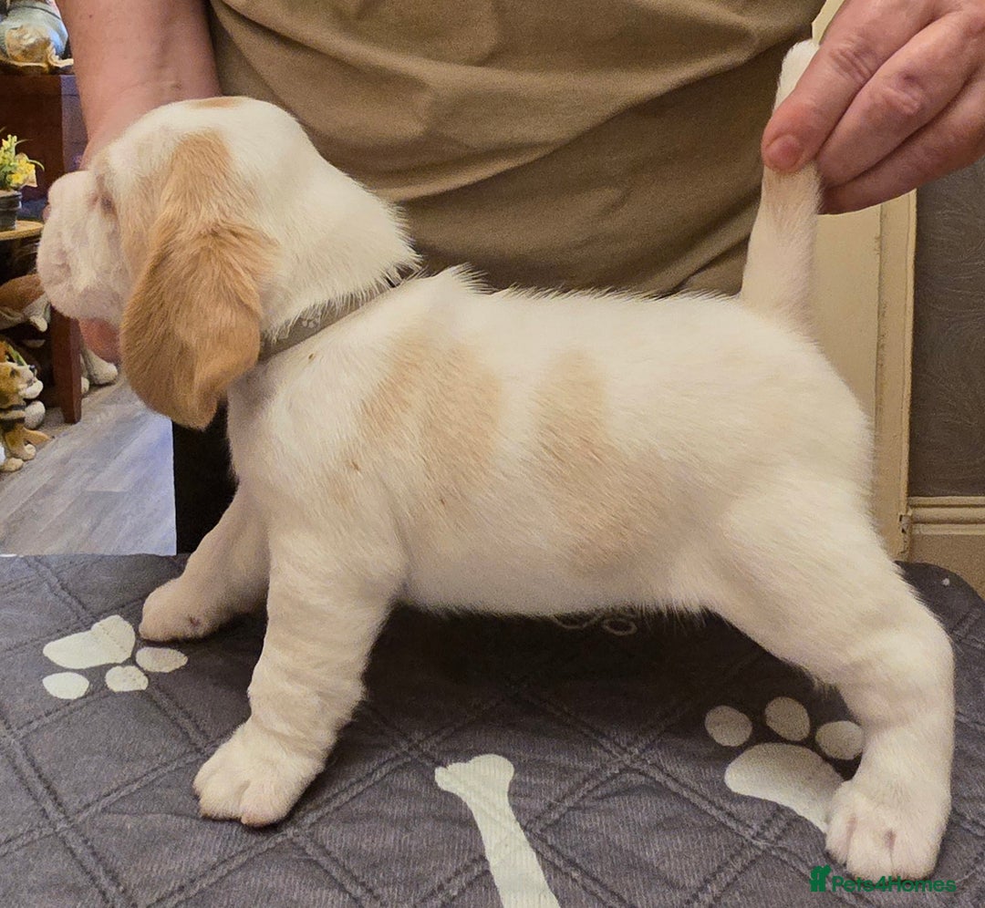 Beagle dogs for sale: Kennel Club Reg Beagle pups tri male, t/w bitch  - Advert 18