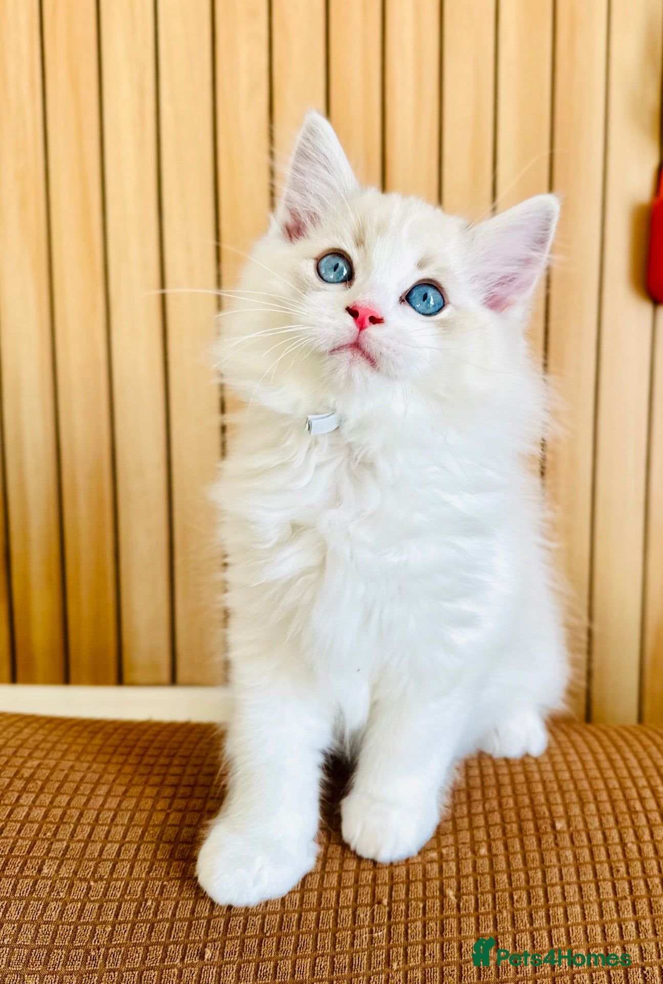 Ragdoll cats READY NOW — BEAUTIFUL RAGDOLL KITTENS - Advert 16