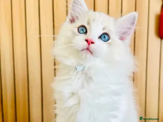 Ragdoll cats READY NOW — BEAUTIFUL RAGDOLL KITTENS - Advert 18