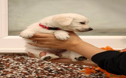 Labrador Retriever dogs for sale: Beautiful labrador puppies for sale - Image 24