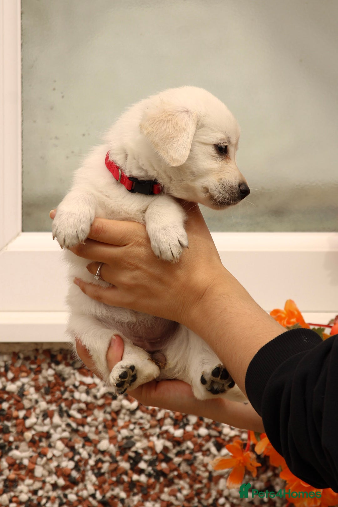 Labrador Retriever dogs for sale: Beautiful labrador puppies for sale - Image 24