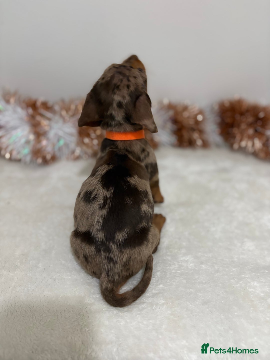 Miniature Dachshund dogs for sale: Miniature Dachshund Pups  - Advert 21