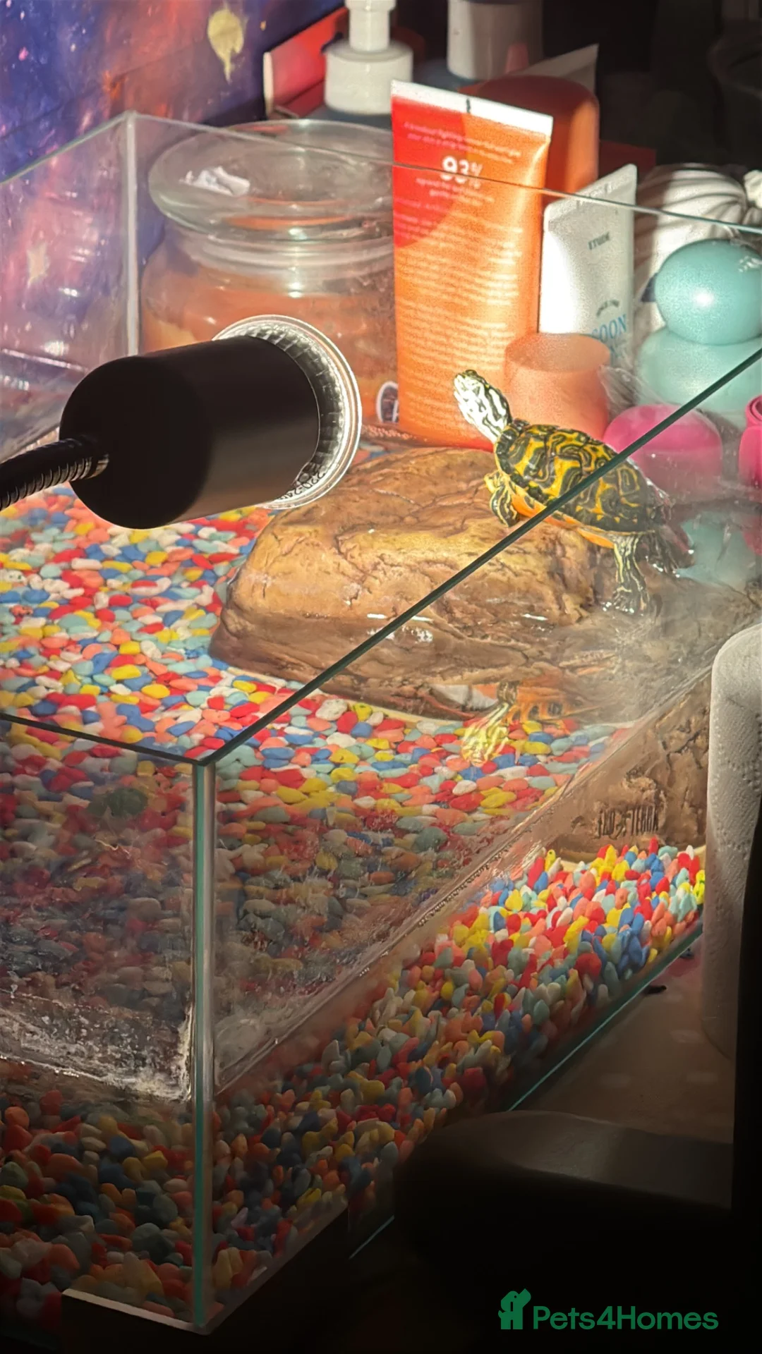 Turtle reptiles for sale: Florida red bellied cooter - Advert 1