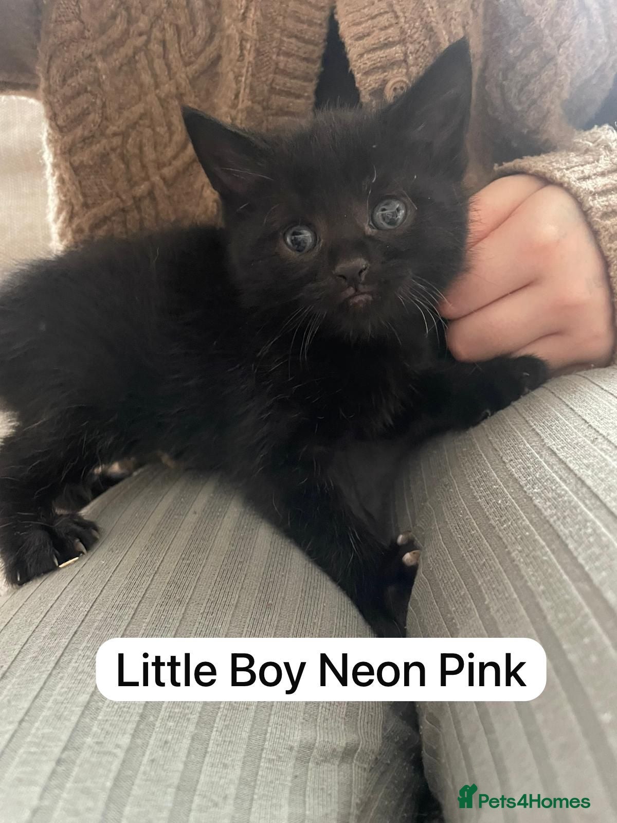 Mixed Breed cats Beautiful black and black and white kittens  - Advert 17