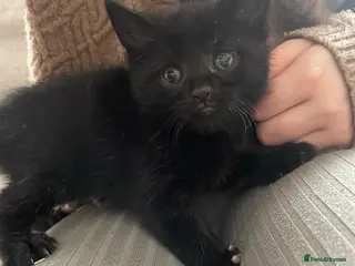 Mixed Breed cats Beautiful black and black and white kittens - Advert 17