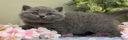 British Shorthair cats for sale: Stunning British Shorthair kittens  - Advert 3