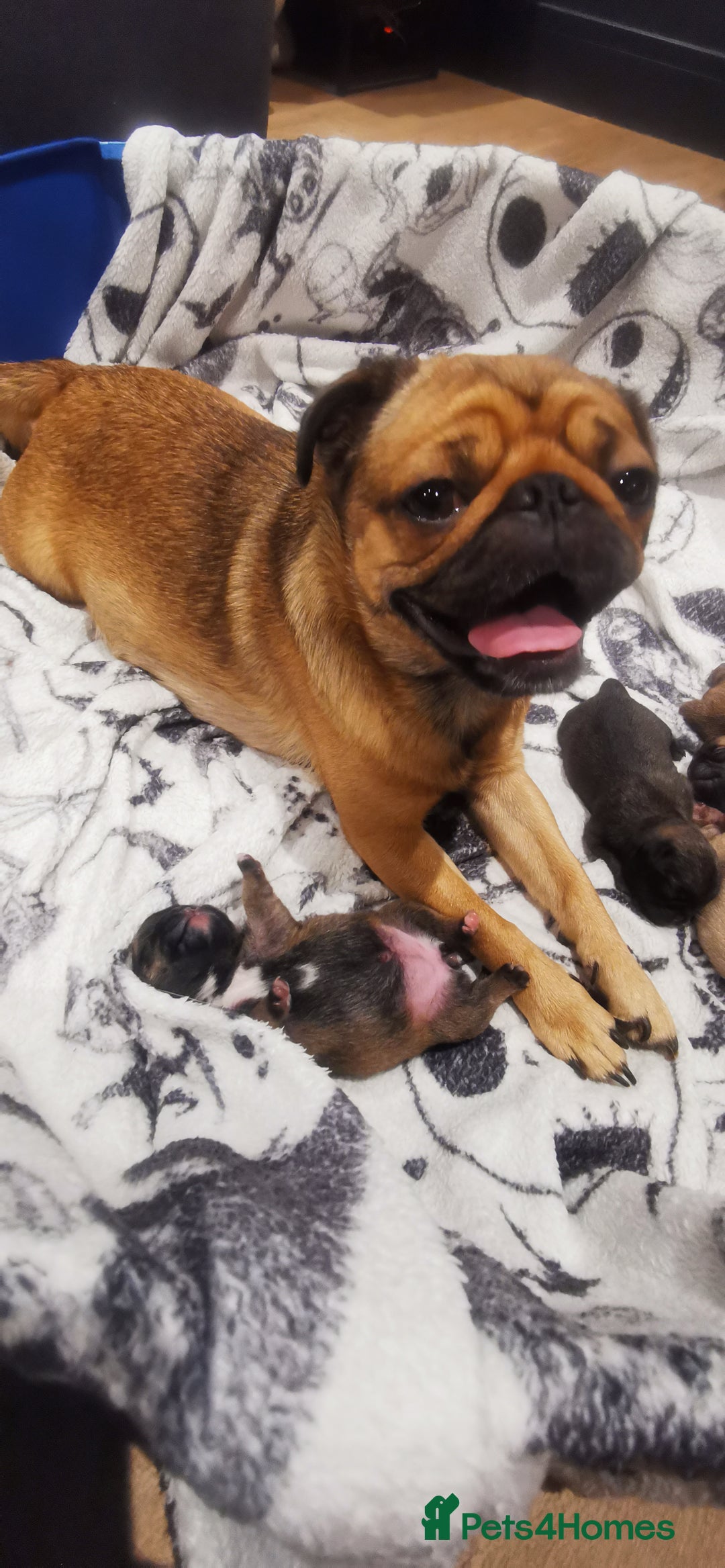 Mixed Breed dogs for sale: Pug/Japanese chin puppies - Advert 4