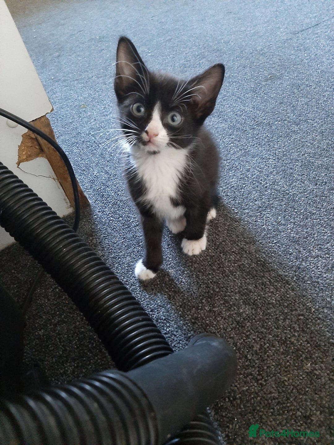 Mixed Breed cats for sale: Hooligans for sale - Advert 8