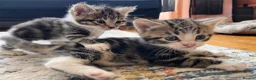 Mixed Breed cats for sale: 5 Beautiful Tabby Kittens for sale ❤️❤️ - Advert 7