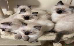 Ragdoll cats for sale: Beautiful Ragdoll Kittens - Advert 15
