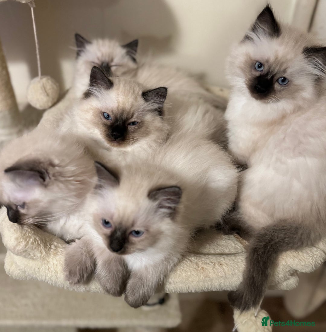 Ragdoll cats for sale: Beautiful Ragdoll Kittens - Advert 15